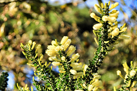 花园中的黄卡西亚交易香气植物群疗法季节芳香花朵公园天空艺术照片图片