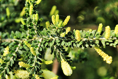 花园中的黄卡西亚交易植物芳香季节疗法艺术公园黄花香气黄色照片图片