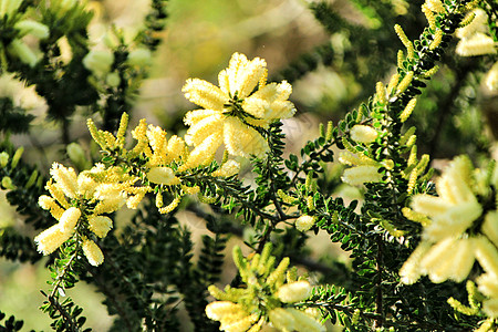 花园中的黄卡西亚交易植物观赏环境摄影花束植物群芳香公园季节香气图片