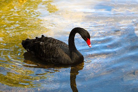 一个美丽的黑天鹅在池塘里游泳 一只红嘴天鹅图片