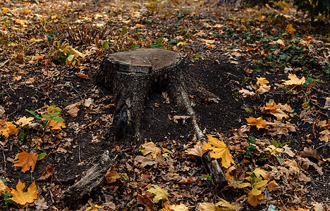 秋季森林中树桩和黄色枫叶的自然景观 与秋天叶子和森林的木树桩在自然背景 美丽的秋天景色 设计模板 复制空间环境树叶渲染木板收成荒图片