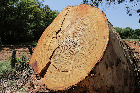 切割树干环纹理木头树桩同心棕色圆圈日志老化木匠桉树材料图片
