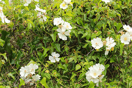 美丽的白花灌木山楂植物衬套植物学藤蔓叶子季节花园园艺图片