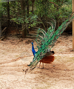 孔雀 在农场上开着尾巴男性野生动物野鸡仪式情调展示异国羽毛活力蓝色图片