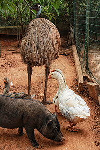 越南猪 鹅和食鸟在农场上鸭子羽毛稻草野生动物谷仓脖子农家家畜农村动物群图片