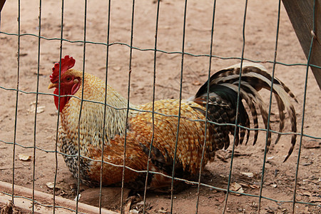 围栏后面的葡萄牙老二宠物电池农场哲学孵化器栅栏家畜孵化公鸡农业图片