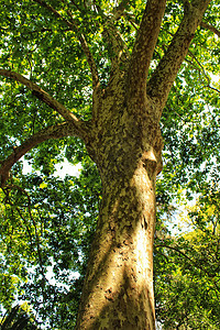 里斯本植物园的叶子和绿菜园栽培旅行多样性长椅文化森林吸引力公园热带树木图片