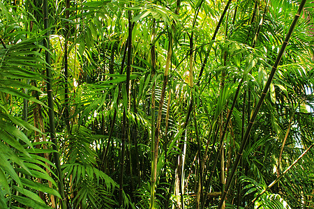 黑竹 花园里的黑竹气候管子丛林生物园艺植物牧歌植被蔬菜热带图片