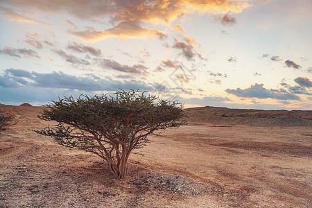 沙漠中生长着带刺树枝的小灌木或树 如风景 远处的夕阳云 — 以色列南部靠近约旦边境的典型风景图片