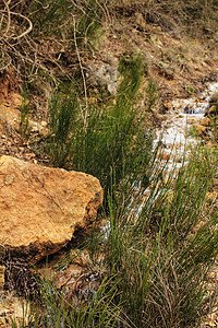 山间植被之间的溪水泡沫荒野公园旅行苔藓跑步植物自然景观森林小路图片