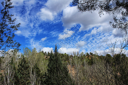 蓝天空下的叶林叶子光束森林荒野农村铸件树干晴天绿色植物植物图片