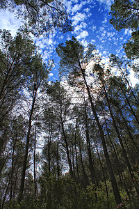 蓝天空下的叶林木头阳光森林树干针叶农村晴天光束铸件环境图片