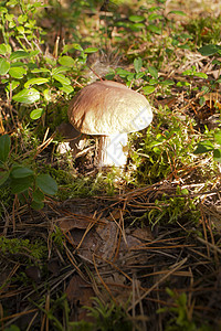 苔叶和黄叶中的橡树蘑菇 白俄罗斯图片