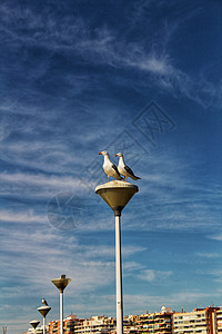 港口的灯柱上有几只海鸥婚姻蓝天翅膀力量夫妻天堂月亮街道天空蓝色图片