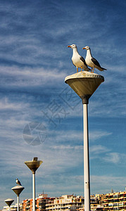 港口的灯柱上有几只海鸥羽毛邮政蓝色婚姻街道海鸟鲱鱼月亮蓝天翅膀图片