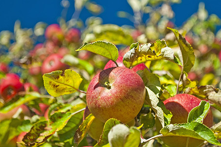 树上的苹果食物产品背景收成纤维红色熟食天空水果饮食高清图片