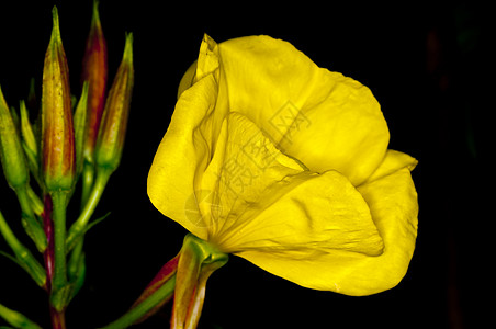 黄昏制药黄色食物月见草蔬菜新陈代谢疗法植物医学种子图片