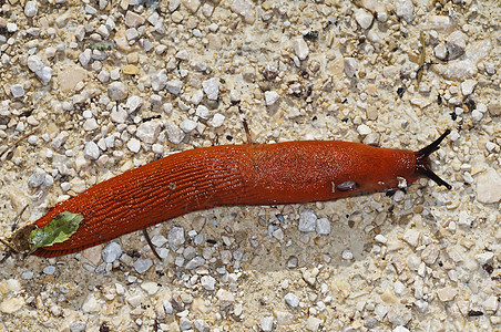 蜗牛 阿利翁鲁弗斯荒野花园宏观害虫软体橙子动物粘液状红色鼻涕虫图片