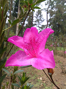 深粉红色背景花园衬套深色热带墙纸灌木园艺艺术玫瑰图片