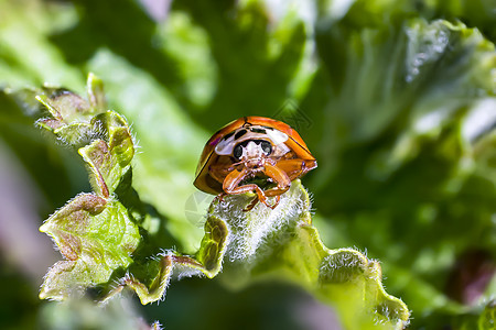 我的春天花园的虫子小姐生活热带工作室昆虫荒野生物学植物动物野生动物甲虫图片