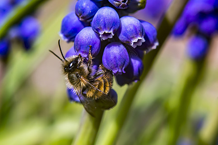 春季的野生蜜蜂和青菜动物环境漏洞植物生活昆虫宏观花园瓢虫甲虫图片
