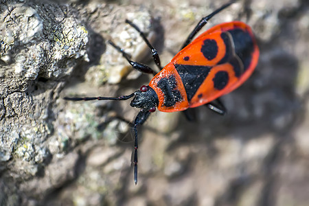 烧火虫特写宏观植物身体甲虫工作室环境动物群生活野生动物花园图片