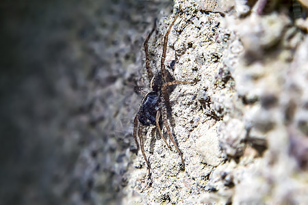 狼蜘蛛紧闭身体环境漏洞荒野花园瓢虫昆虫甲虫野生动物生物学图片