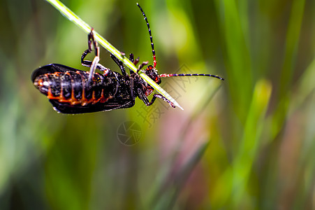 夏季森林绿叶上的小红虫生物学瓢虫荒野野生动物植物热带生活动物草地动物群图片
