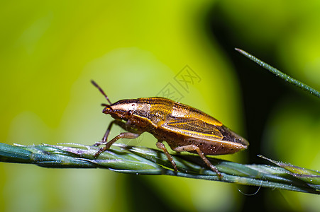 夏季森林草原的绿色草药上的小虫子生物学动物热带宏观野生动物荒野大力士甲虫植物瓢虫图片
