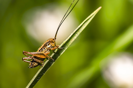夏季森林中的小草野生动物生活热带瓢虫动物群自然甲虫植物漏洞身体图片