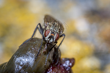 野生生命自然中的小型宏观苍蝇身体瓢虫荒野工作室生物学大力士昆虫学动物动物群热带图片