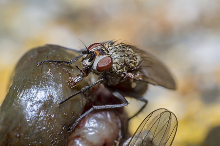 野生生命自然中的小型宏观苍蝇植物大力士漏洞花园瓢虫生活野生动物工作室昆虫荒野图片