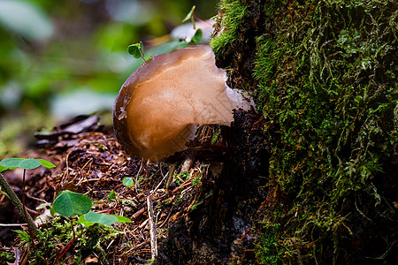 在色彩繁多的秋天森林中生长的耳蘑菇真菌图片