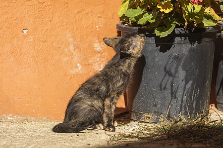 一只小流浪猫嗅到花盆 阿拉贡 西班牙图片