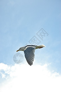 海鸥飞越蓝天自由蓝色晴天动物野生动物飞行翼展翅膀太阳空气图片