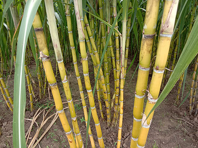 黄色 美味和健康的甘蔗场地生长花园植物农民食物农场农业收成农学家图片