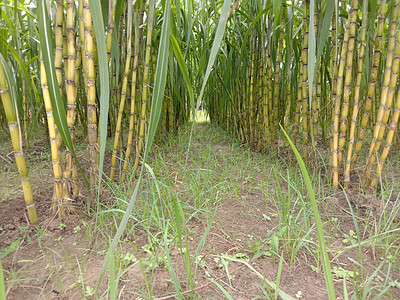 黄色 美味和健康的甘蔗花园果汁环境农田种植园食物农村热带农学家生长图片