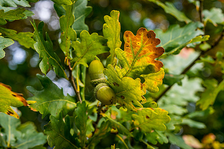 上斯瓦比亚秋天森林中美丽的多彩橡树叶子植物高颜值植物学生长植物群宏观水果种子园艺图片