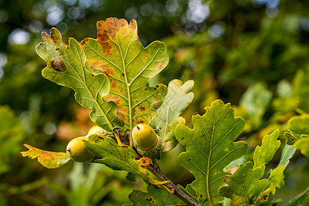 上斯瓦比亚秋天森林中美丽的多彩橡树水果金子树枝季节植物学团体植物植物群硬木种子图片