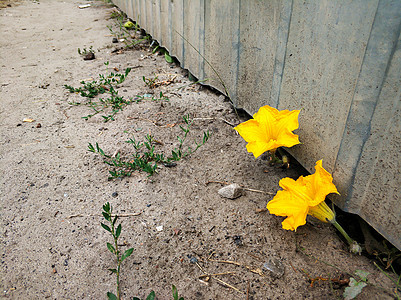 篱笆下长出了黄色的花生活种子环境叶子植物路面地面街道斗争力量图片