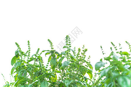 白底绝缘的甜香花 白色本底孤立无遗味道生态香料草本植物美食园艺枝条植物生长调味品图片