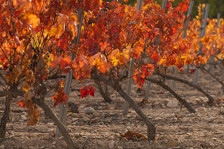 西班牙的秋叶红叶葡萄园分支机构场景逆光树叶部门灌木植物经济产品生产图片