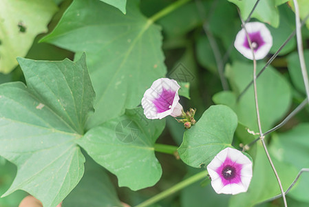 在美国得克萨斯州达拉斯附近垂直花园金属塔槽附近的白花甜土豆花生产番薯空心菜植物收获植物学蔬菜园艺农场叶子图片