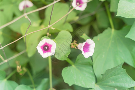 在美国得克萨斯州达拉斯附近垂直花园金属塔槽附近的白花甜土豆花花瓣植物种植园植物学农场收获收成衬套藤蔓生产图片