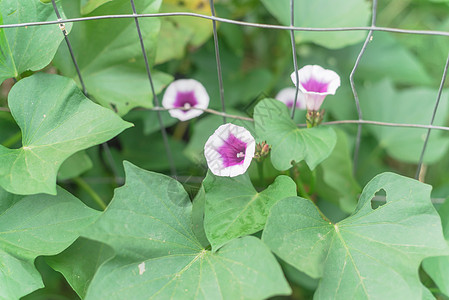 在美国得克萨斯州达拉斯附近垂直花园金属塔槽附近的白花甜土豆花藤蔓空心菜叶子农场植物收成栽培收获农田花瓣图片