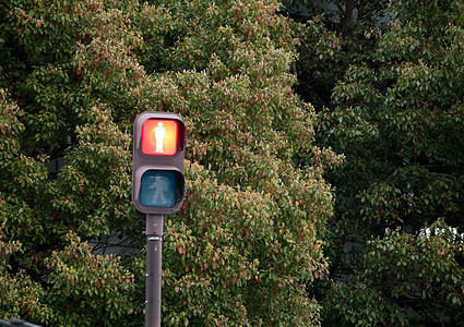 在森林中停止红灯交通标志图片