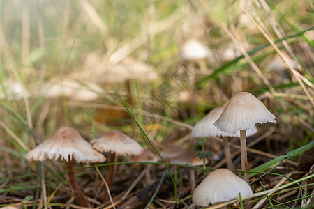 一群土生异种野生有毒蘑菇图片
