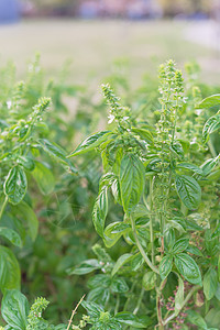 本底有干花瓣和草草原的鲜花甘甜烤肉植物药品薄荷调味品园艺味道生长疗法枝条花园叶子图片