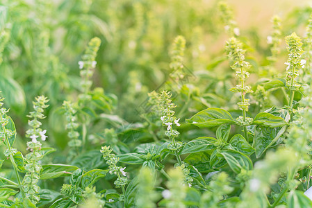 美国得克萨斯州后院花园盛开甜美的烤肉花和白花瓣叶子调味品园艺枝条薄荷植物疗法芳香树叶衬套图片