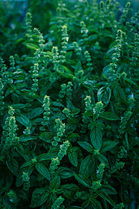 在美国得克萨斯州后院花园开花的甜烤面包花和白花瓣全背景薄荷调味品味道香料树叶园艺疗法芳香枝条生长图片